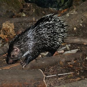 Malayan porcupine