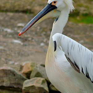 Hybrid pelican