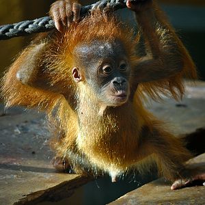 Young sumatran orangutan
