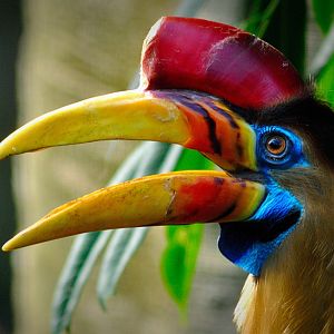 Celebes hornbill