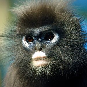 Dusky leaf monkey
