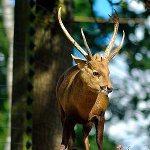 Indian hog deer