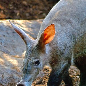Aardvaark