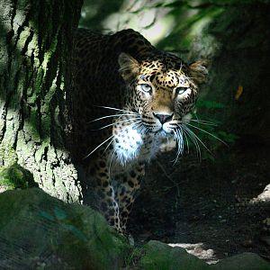 Sri-Lanka leopard