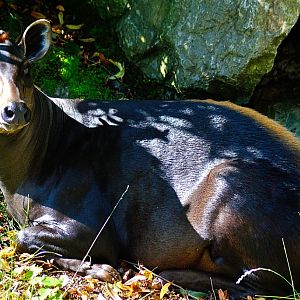 Yellow-backed duiker