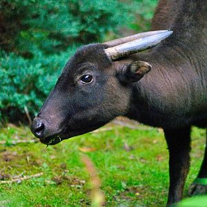 Mountain anoa