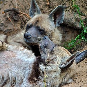 Arabian striped hyena
