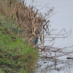 Common kingfisher