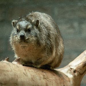 Rock hyrax : London : 1983