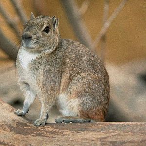 Rock cavy : London : 1983