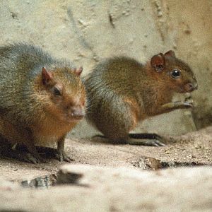 Acouchi : London : 1983