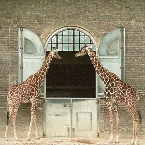 Giraffe : London : 1983