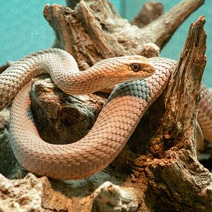 Montpellier snake : London : 1983