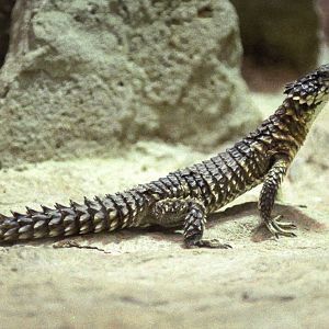 Sungazer : London : 1983