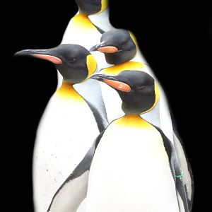 Jan. 2016 - Children's Zoo - King Penguins