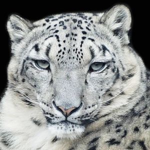 Jan. 2016 - Cat Canyon - Renji