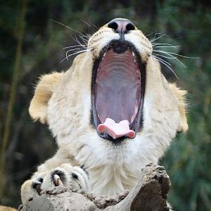 Jan. 2016 - Africa - Lioness Yawn