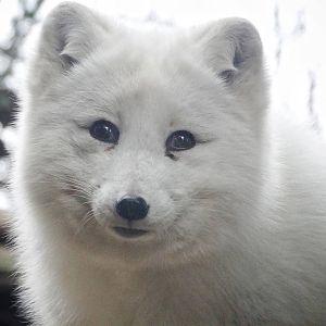 Jan. 2016 - Lords of the Arctic - Fifi