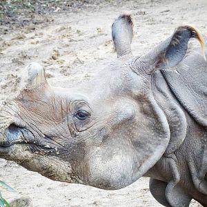 Jan. 2016 - Rhino Reserve - Manjula