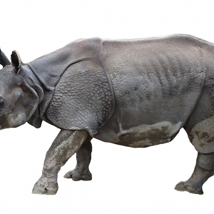 Jan. 2016 - Rhino Reserve - Manjula