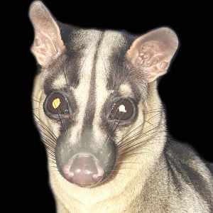 Jan. 2016 - Night Hunters - Banded Palm Civet