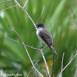 eastern phoebe