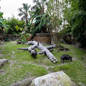 warty pig exhibit