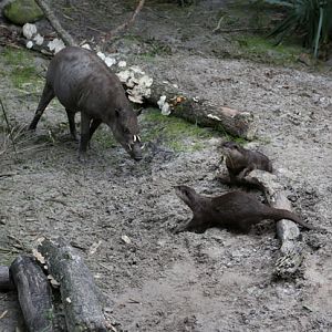 babirusa and otters