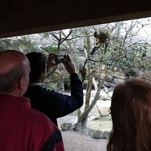 squirrel monkey anteater