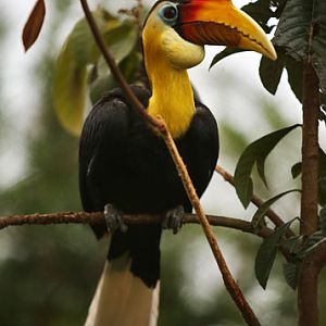 wrinkled hornbill