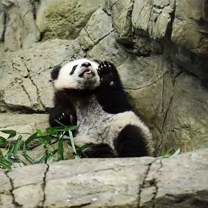 Bei Bei's Public Debut