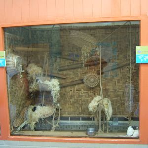 Re-furbed Domestic Rat exhibit