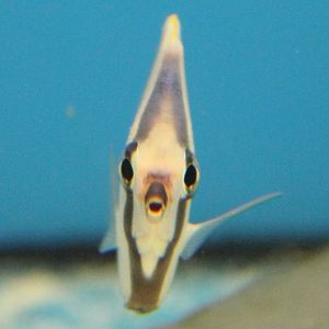 Klein's butterflyfish