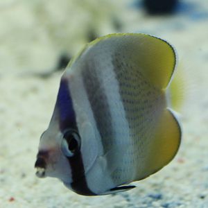 Klein's butterflyfish