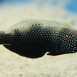 Macropharyngodon negrosensis