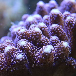 Coral species