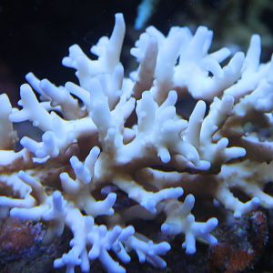 Coral species