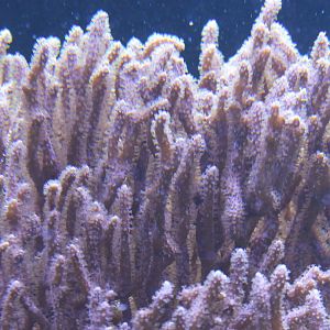 Coral species