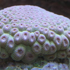 Coral species