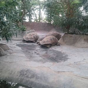 Enclosure Giant tortoises