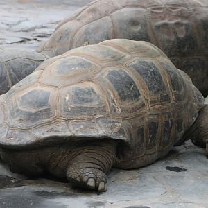 Aldabra giant tortoises