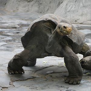 Ducan Island giant tortoise