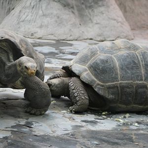 Ducan Island and Santa Cruz Island tortoise