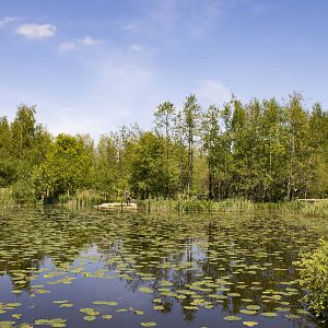 White-faced saki island (May 23th, 2015)