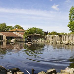 South american fur seal exhibit (May 23th, 2015)