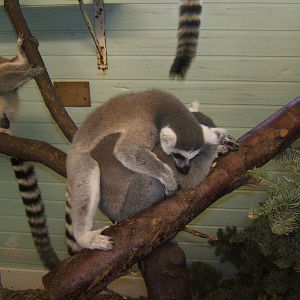 Ring-tailed Lemurs