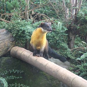 Yellow-throated Marten