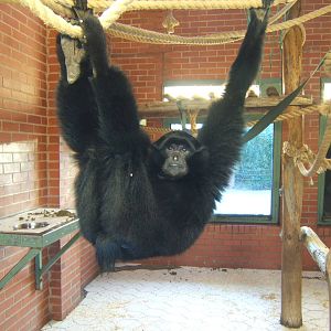 Siamang
