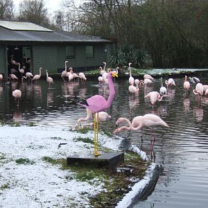 Greater and Lego Flamingo