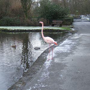 Greater Flamingo on path